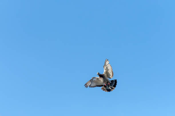 istock Flying carrier pigeon with a blue sky as background 1441994245