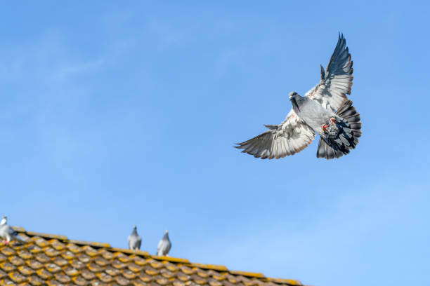 istock Flying carrier pigeon with a blue sky as background 1441994246