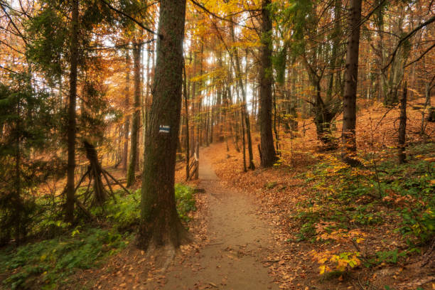 istock Views on the path to Tarnica - the highest mountain in Bieszczady on the polish territory. Forest on the Mount Tarnica, near Wlosate village in Bieszczady National Park, Subcarpathian Voivodeship of Poland 1441994792