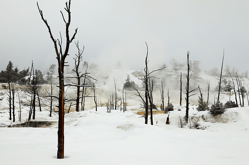 Upper Terraces at Mammoth Hot Springs in Yellowstone in Winter