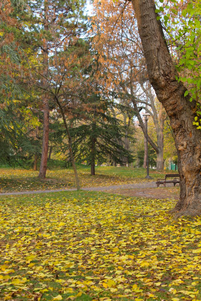 istock The colours of autumn 1441996963