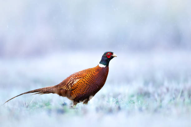 istock Common pheasant (Phasianus colchius) Ring-necked pheasant in natural habitat, winter time, snow 1441997077