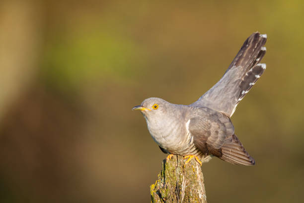 istock Cuckoo, Cuculus canorus, single bird - male on green background 1441997244