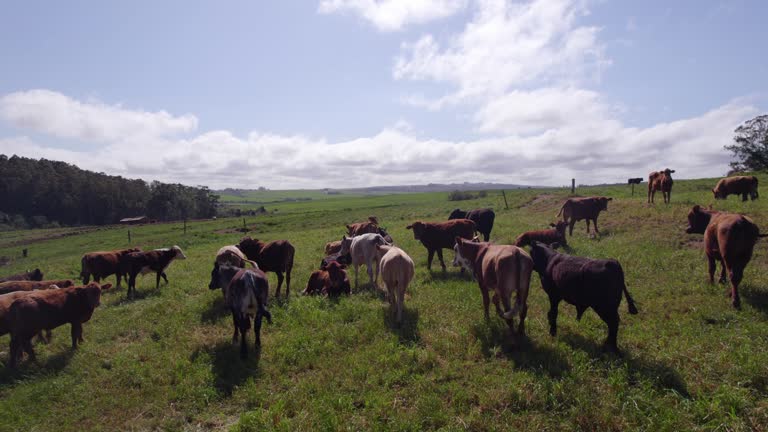 Cattle in the pasture