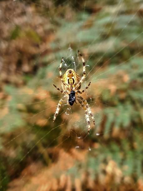 Arachne Fotos Bilder und Stockfotos iStock