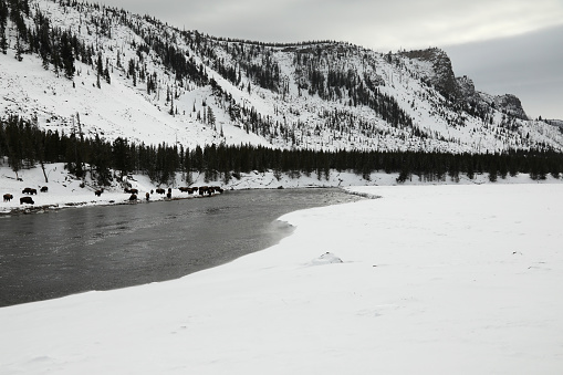 Winter Landscape along Madison River
Yellowstone National Park