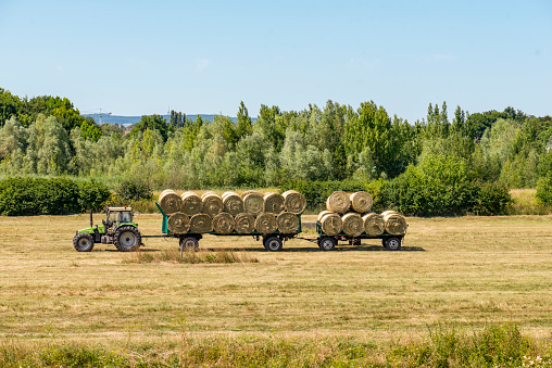 A tractor collecting round bales of harvested hay in a field
