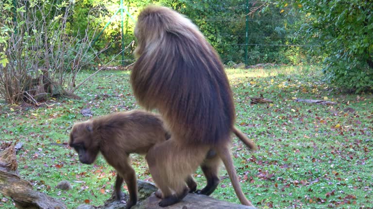 Mating Baboons Stock Videos and Royalty-Free Footage - iStock Mating Baboons Stock Videos and Royalty-Free Footage - iStock