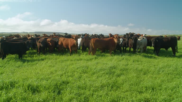 Work on the farm