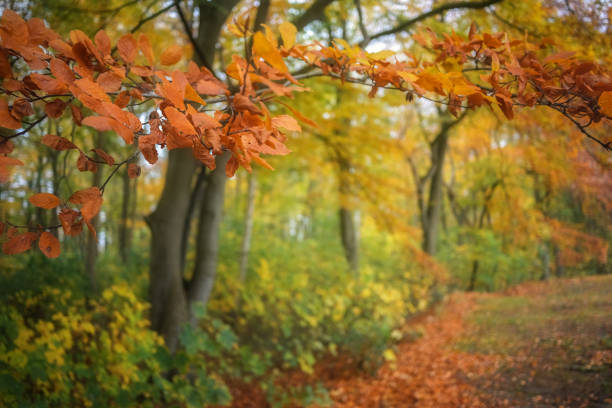 Branch with red orange beech leaves on a path through an autumn forest, copy space, selected focus, very narrow depth of field