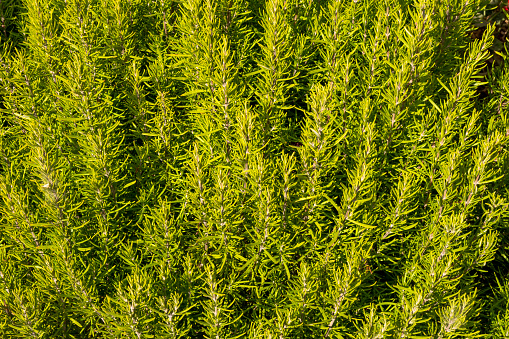 Close up image of rosemary