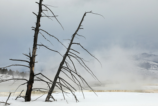 Dead Trees at Mammoth Hot Springs in Yellowstone in Winter