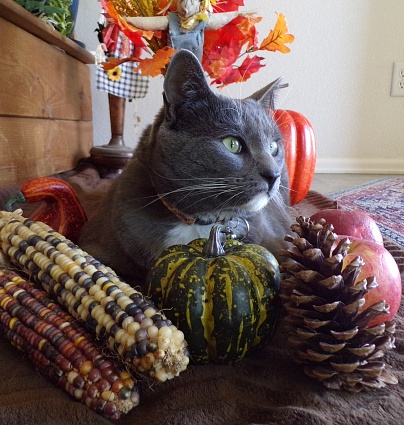 A grey cat surrounded by a harvest