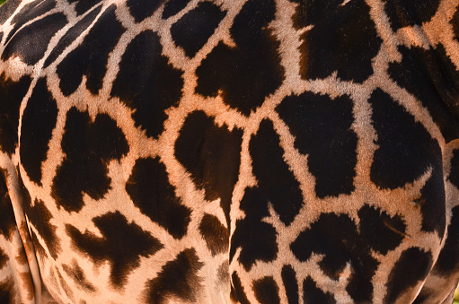 texture and pattern of the fur of a giraffe, close up
