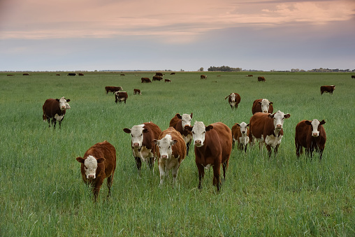 Grass-fed beef cattle roaming on a large ranch in the Central Valley, California