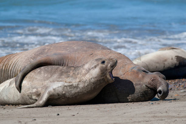 istock Elephant seal family, Peninsula Valdes, 1442005187