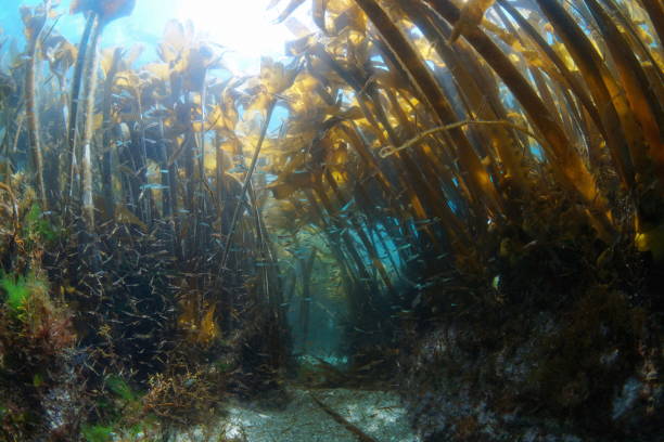 istock Algae kelp forest underwater in the Atlantic ocean Furbellow seaweed 1442007200