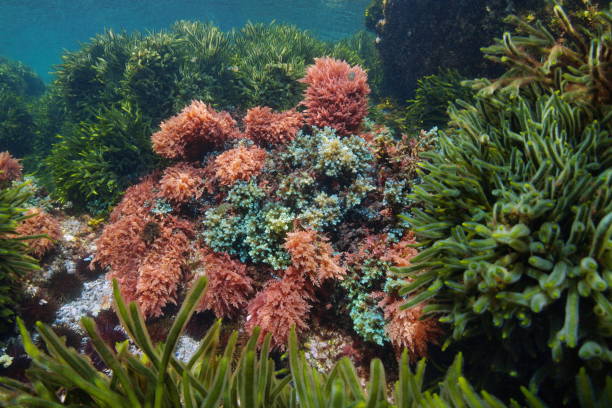 istock Algae colors underwater in the ocean Atlantic seaweeds natural scene 1442007201