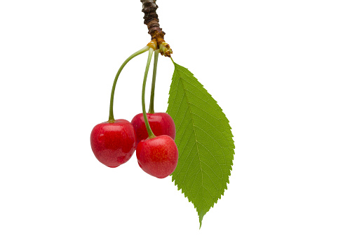 Cherry branch with berries and leaves on a white background