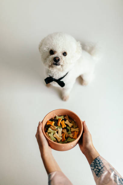 Bichon frise dog sitting on floor and waiting for food Cute white dog sitting on floor and waiting for bowl full of healthy bone biscuits food. Bichon frise race poodle color image animal sitting stock pictures, royalty-free photos & images