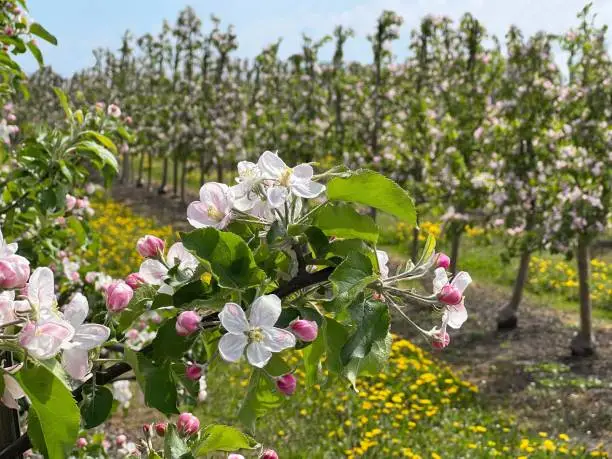 Photo of Blooming apple trees in spring garden.