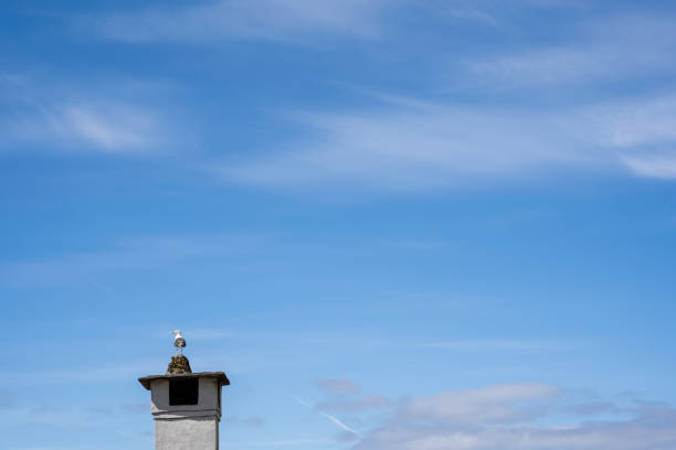 istock A large chimney with a bird's nest on which a seagull is standing against a beautiful blue sky background 1442009128