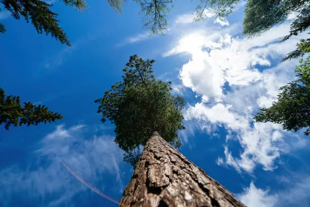 Photo of view up along the pine trunk showing the green tops of the trees behind which is a beautiful sunny blue sky with white clouds