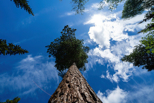 view up along the pine trunk showing the green tops of the trees behind which is a beautiful sunny blue sky with white clouds