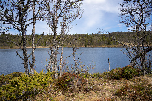 a small mountain lake with blue clear water with stones on the shore, and along the edge dry grass where small mountain birch trees grow