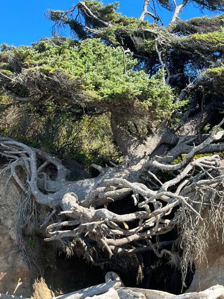 istock Tree of Life in Washington State 1442010666