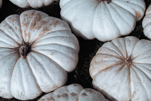 istock Pile of large white pumpkins at a pumpkin patch, useful for backgrounds 1442014373