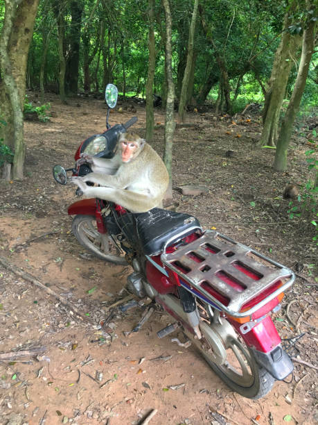 Monkey on a motorcycle stock photo
