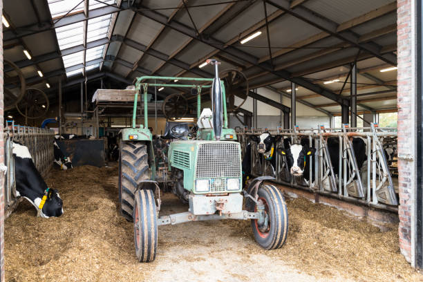 istock Cowshed with cows, hay and an old green tractor. 1442014406