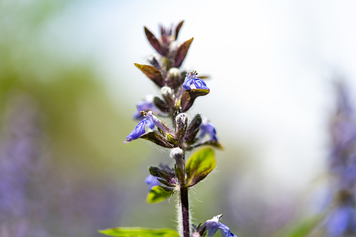 Blue Flower of Ajuga Reptans Blooming in Springtime Forest, Slovenia