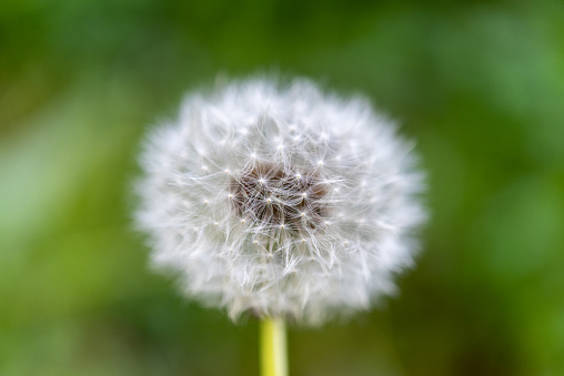First Dandelion Seeds on Spring Meadow