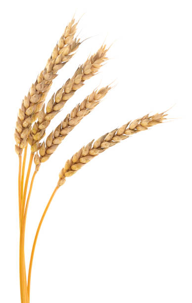 Ears of wheat. stock photo