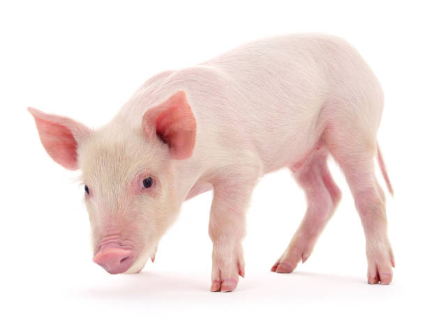 Pig on white stock photo