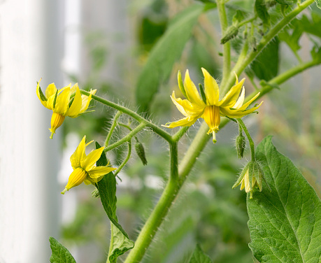 Tomato plant flower. Growing tomatoes in the greenhouse. Tomatoes twig with flowers.