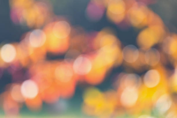 View of blurred leaves illuminated by the sun.