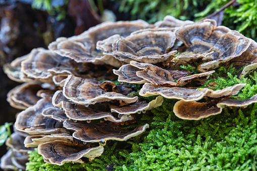 View of Maitake mushrooms on tree trunk.