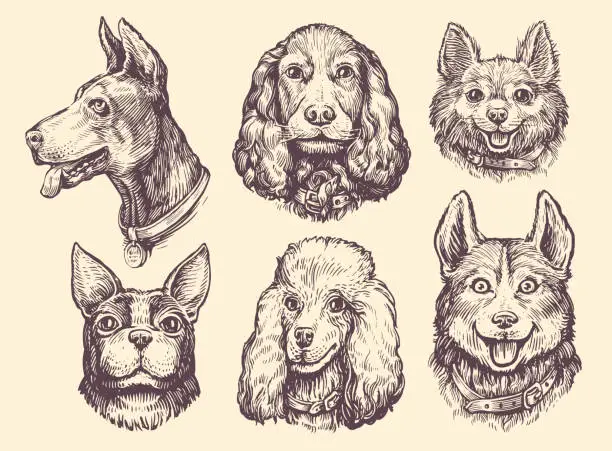 Vector illustration of Set of portraits of heads of Dogs of different breeds. Cute pet animals collection. Dog and puppy vector illustration