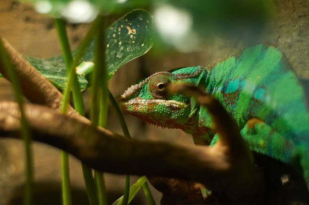istock A green chameleon sits on a branch among leaves. A lizard in a terrarium. 1442018843