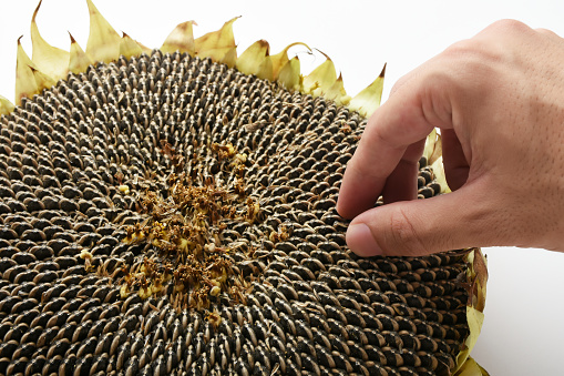 Hand taking sunflower seeds from sunflower plant