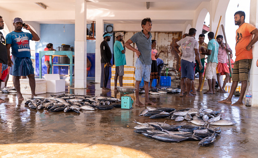 Galle, Sri Lanka - November 15, 2019: local people are selling fish on a \n hot day, right from the floor at the Hikkaduwa fish market