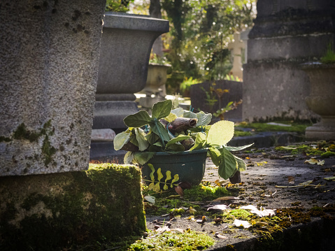 A green plant blooming on an old tomb