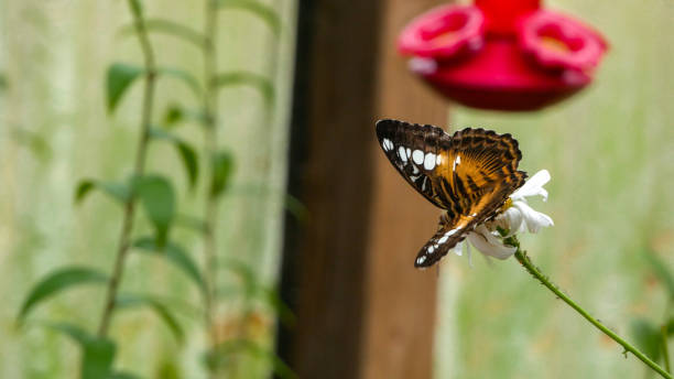istock Parthenos Sylvia on White Flower 1442022802