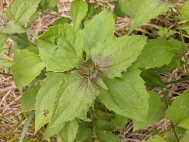 istock Kirinyuh plants (Eupatorium odoratum) can be used as herbal medicine 1442025385