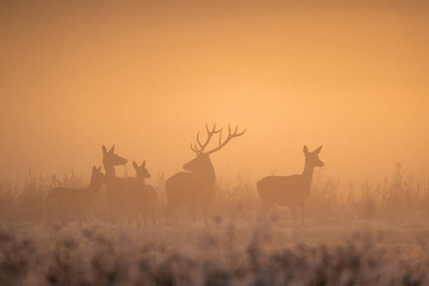 istock Deers in autumn landscape 1442028306