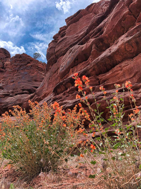 istock Onion Creek, Utah, USA 1442028755