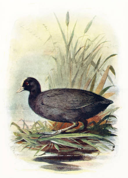 ilustraciones, imágenes clip art, dibujos animados e iconos de stock de ilustración de aves del siglo 19 - gallareta americana